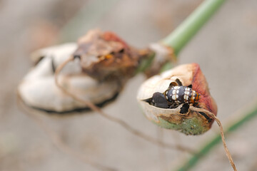 Parassitic moth caterpillar on Mediterranean sand lily.