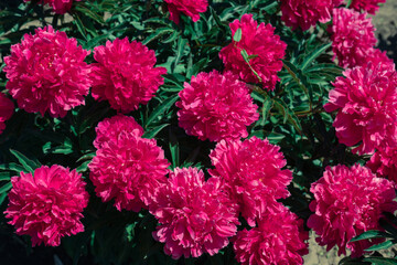 Pale pink peonies on a background of green leaves.