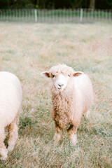 Obraz premium Sheep on the farm