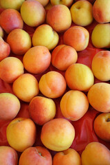 Naklejka na ściany i meble Apricot harvest. Fresh apricots from tree.