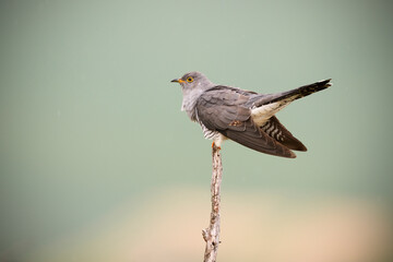 Common cuckoo perched on branch at sunrise