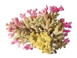 Coral isolated on white background © Dmitry