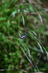 Butterfly on a spike in the village of Mandrem. India. State Of Goa. Taken on October 27, 2020