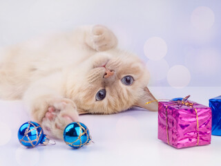 Fototapeta na wymiar Kitten Playing With Christmas balls, pet Playing With A Christmas Toy