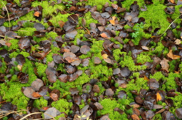 moss on the ground