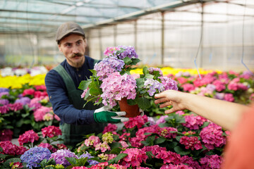 Male gardener with mustache offer plants and flowers to the clients in the greenhouse