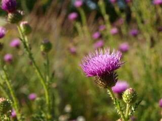 A purple flower (thistle) with a prickly stem with a blurred background.