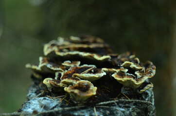 mushroom on moss