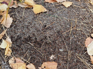 The anthill in the forest, made from pine needles and branches, is home to a large colony of black...