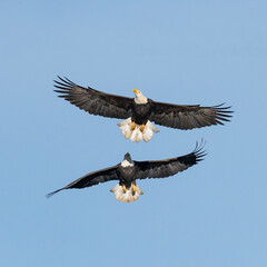 Two Bald Eagles (Haliaeetus leucocephalus) Dancing in the Sky at Dog Lake outside Lakeview, Oregon