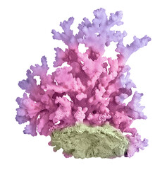 Coral isolated on white background © Dmitry