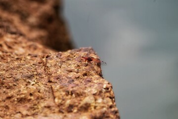 Dragonfly on a rock In the village of Mandrem. India. State Of Goa. Taken on October 27, 2020