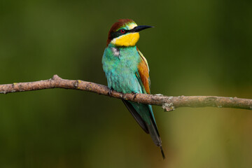 A Golden bee eater sits on a branch on a green background