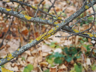Orange fungus on a branch of an old tree.Fauna and flora of a pine forest.