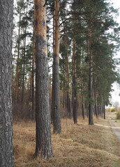 Tall beautiful pine trunks in the forest stretch towards the sky and seem to be a wall. Autumn seasonal background.