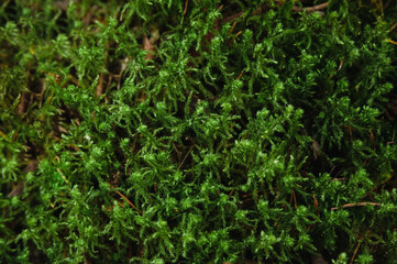 the green wild moss pattern