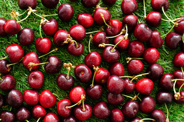 red fresh cherries on green grass, close view