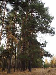 An old perennial spreading pine tree in the forest. Russian pine forest.