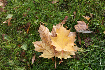 A pair of fallen autumn yellow maple leaves on the grass.