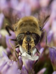 common drone fly - Eristalis tenax