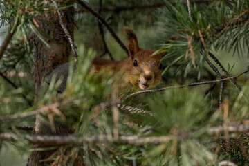 Squirrel