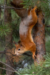 Squirrel
