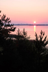 Fototapeta na wymiar Dawn on Lake Lyubyaz, Volyn, Ukraine. Pine silhouettes on the sunrise background. Vertical image. 