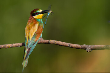 Bee-eater, Merops apiaster. The most colorful bird of Eurasia. A bird caught a dragonfly