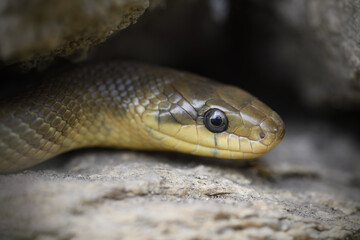 Aesculapian snake crawls on stone wall
