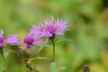 thistle flower