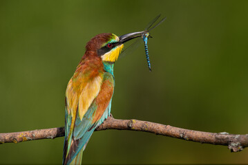 Bee-eater, Merops apiaster. The most colorful bird of Eurasia. A bird caught a dragonfly