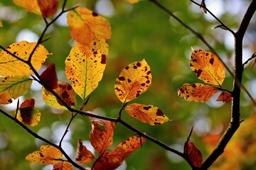 Autumn colored leaves of a tree on a green background.