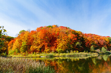 mesmerizing view of autumn forest in the lake, landscape scenery background, sunny beautiful day