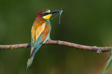 European bee-eater, Merops apiaster. The most colorful bird of Eurasia. The bird caught its prey.
