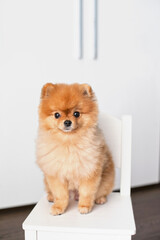 Cute adorable red pomeranian spitz dog sitting on a small white chair at home