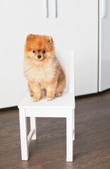 Cute adorable red pomeranian spitz dog sitting on a small white chair at home