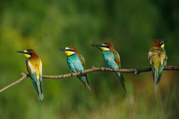 European Bee-eater comes in to land on a branch with another bee-eater