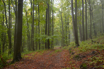 Fototapeta na wymiar Rain in beech European forest in autumn. Wet leaves. Fog between the trees. Trees trunks. Czech Republic nature. High trees. Brown leaves on the ground. Forest path. Primeval Europe beech forest. 