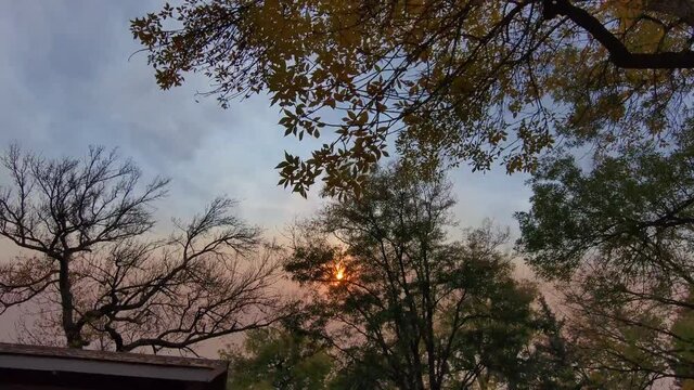 A drone flies quickly under a canopy of trees in an unusual late autumn sunset.  Tequila colors. Colorado.