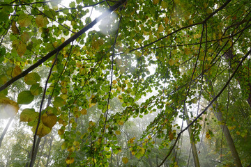 Wet linden tree leaves in autumn. Linden tree branch with green and yellow leaves in rain. Leaves against light. Forest fog in background. 