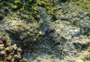 Common lizardfish, belongs to the family Synodontidae, scientific name is Synodus variegates, inhabits shallow water of coral reefs, mostly on sandy bottom, red Sea and Indo-Pacific
