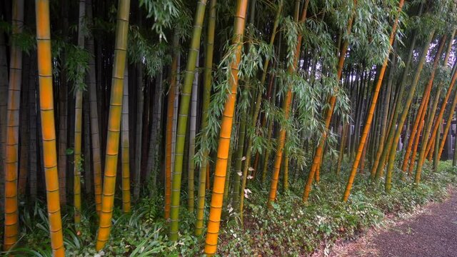 Japanese yellow bamboo is characterized by its hardness and its intense color with green veins.