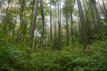 Rain in beech European forest in autumn. Wet leaves. Fog between the trees. Trees trunks. Czech Republic nature. High trees. Brown leaves on the ground. Forest path. Primeval Europe beech forest. 