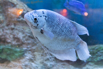 A captive bred morph of Three Spot Gourami known as Opaline Gourami.