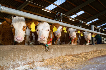  Rindermast - Fresseraufzucht, junge Fleckviehkälber in einem Aufzuchtstall