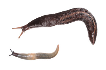 Two slugs. Ash-black Slug (Limax cinereoniger) and Deroceras caucasicum isolated on white background