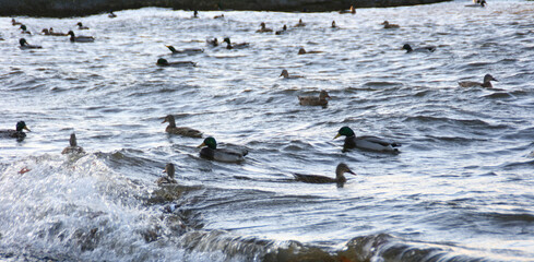 Several ducks swimming in the middle of a river. Animals with feathers. A flock of ducks in the water. A crowd of ducks floating on the water. Banner size with copy space