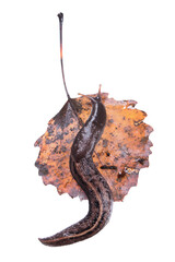 Ash-black Slug (Limax cinereoniger) on yellowed aspen leaf isolated on white background