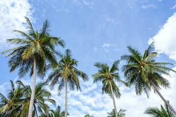 Fototapeta premium palm trees and blue sky