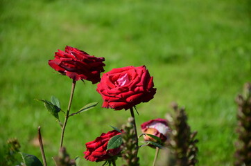 red poppies in the field